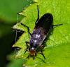 Anaspis frontalis